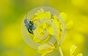The Spanish fly (Lytta vesicatoria)