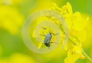 The Spanish fly (Lytta vesicatoria) photo