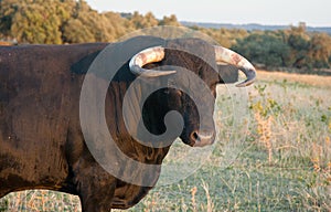 Spanish free range fighting bulls