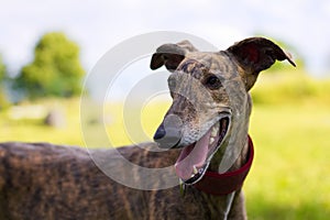 Spanish Galgo, portrait of greyhound outdoor