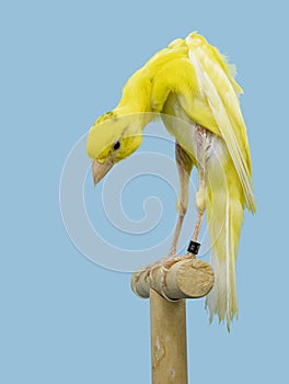 Spanish Giboso canary bird perched in softbox