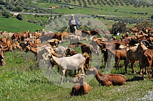 Spanish goatherd, Alora, Spain.