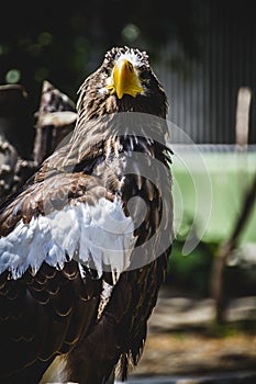 Spanish golden eagle in a medieval fair raptors