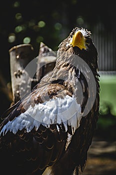 Spanish golden eagle in a medieval fair raptors