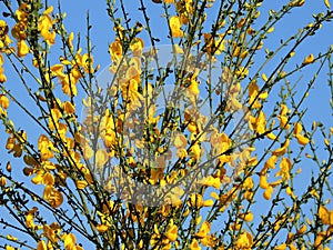 Spanish Gorse, Spartium junceum