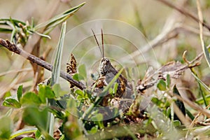 Spanish grasshopper sitting in the grass