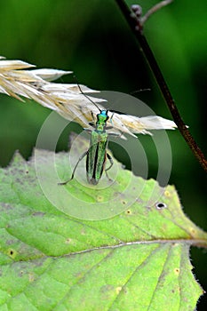 Spanish green fly in nature photo