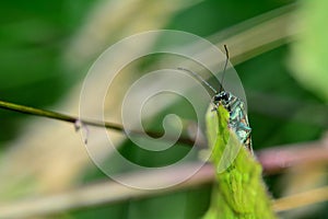 Spanish green fly on the side in nature