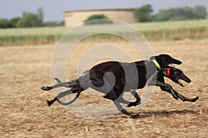 Spanish greyhound dog race hare hunting speed delivers passion