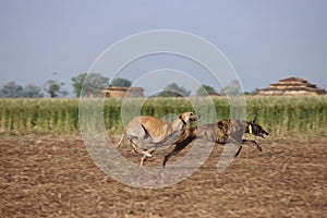 Spanish greyhound dog race hare hunting speed delivers passion photo