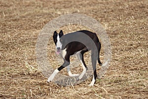 Spanish greyhound dog race hare hunting speed delivers passion photo
