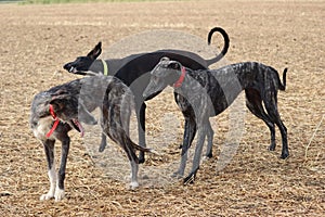 Spanish greyhound dog race hare hunting speed delivers passion photo