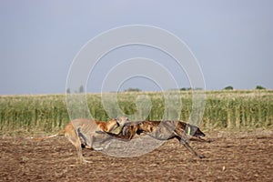 Spanish greyhound dog race hare hunting speed delivers passion photo