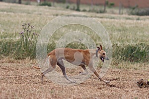 Spanish greyhound dog race hare hunting speed delivers passion photo