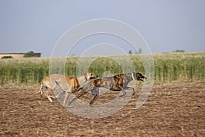 Spanish greyhound dog race hare hunting speed delivers passion photo