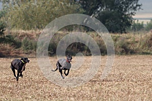 Spanish greyhound dog race hare hunting speed delivers passion photo