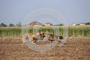 Spanish greyhound dog race hare hunting speed delivers passion photo