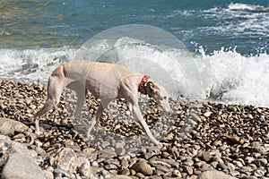 Spanish greyhound (Galgo espaÃ±ol) walks off leash with a red collar on a dog-friendly beach with pebbles photo