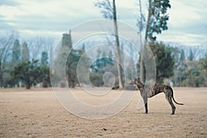 Spanish Greyhound, Galgo espanol captured in its natural habitat