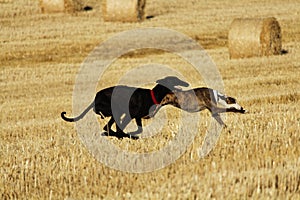 Spanish greyhound in mechanical hare race in the countryside photo