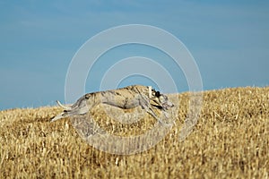 Spanish greyhound in mechanical hare race in the countryside photo