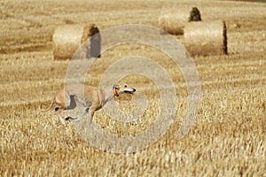 Spanish greyhound in mechanical hare race in the countryside photo