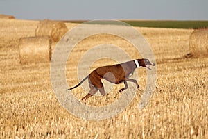 Spanish greyhound in mechanical hare race in the countryside photo