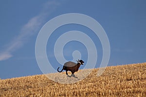 Spanish greyhound in mechanical hare race in the countryside photo