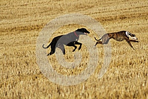 Spanish greyhound in mechanical hare race in the countryside photo