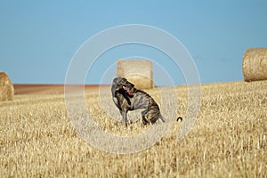 Spanish greyhound in mechanical hare race in the countryside photo