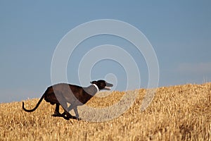 Spanish greyhound in mechanical hare race in the countryside photo