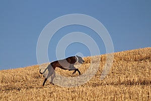 Spanish greyhound in mechanical hare race in the countryside photo