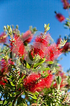 Spanish grown flower Callistemon Little John or dwarf bottlebrush .