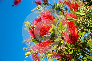 Spanish grown flower Callistemon Little John or dwarf bottlebrush .