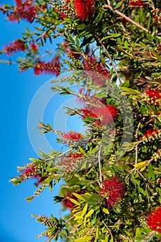 Spanish grown flower Callistemon Little John or dwarf bottlebrush .