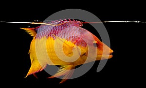 Spanish hogfish on black background