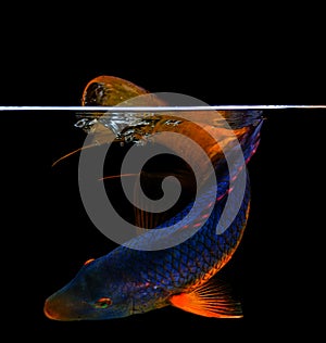 Spanish hogfish on black background