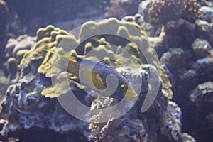 Spanish Hogfish on Coral Reef