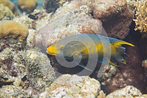 Spanish Hogfish on Coral Reef