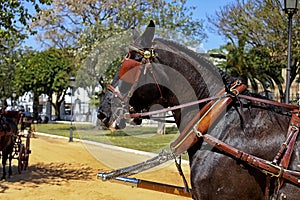 Horse with harness for carriage photo