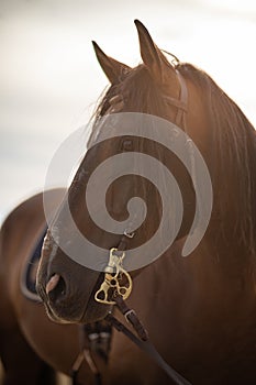 Spanish horse stallion portrait with bridle under with blue sky, vertical shot