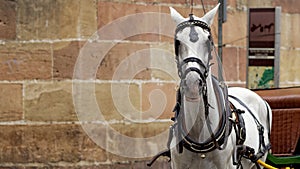 Spanish horse used to carry tourists around Malaga