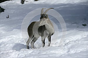 Spanish or Iberian ibex, Capra pyrenaica photo