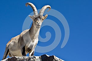 Spanish Ibex photo