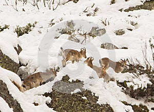 Spanish Ibex