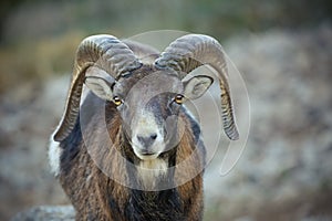 Spanish Ibex