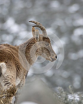 Spanish Ibex Capra pyrenaica