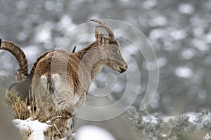 Spanish Ibex Capra pyrenaica