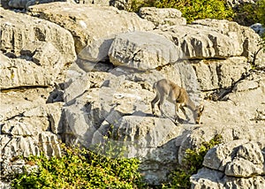 A Spanish Ibex grazing in the Karst landscape of El Torcal near to Antequera, Spain