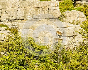 Spanish Ibex scamper across the Karst landscape of El Torcal near to Antequera, Spain